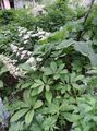 ბაღის ყვავილები Featherleaf Rodgersia, როჯერსი Flower თეთრი სურათი