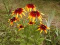 Black-Eyed Susan, Východnej Echinacea, Oranžová Echinacea, Efektné Echinacea