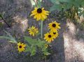žlutý Květina Black-Eyed Susan, Východní Třapatka, Oranžová Třapatka, Efektní Třapatka fotografie a charakteristiky
