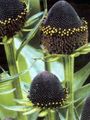 negro Flor Negro De Ojos Susan, Equinácea Oriental, Naranja Equinácea, Equinácea Vistoso Foto y características