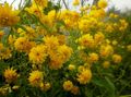 Zahradní květiny Black-Eyed Susan, Východní Třapatka, Oranžová Třapatka, Efektní Třapatka, Rudbeckia žlutý fotografie