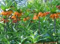 Coroana Fritillaria Imperial