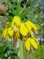 Λουλούδια κήπου Στέμμα Αυτοκρατορική Fritillaria κίτρινος φωτογραφία