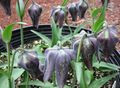 negru Floare Coroana Fritillaria Imperial fotografie și caracteristici