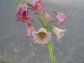 pinkki Kukka Kruunu Imperial Fritillaria kuva ja ominaisuudet