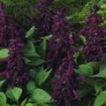 园林花卉 一串红，猩红丹参，丹参，红丹参, Salvia splendens 紫 照