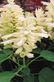 λευκό λουλούδι Scarlet Φασκόμηλο, Οστρακιά, Salvia, Κόκκινο Φασκόμηλο, Κόκκινο Salvia φωτογραφία και χαρακτηριστικά
