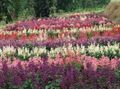 Flores de jardín Salvia Roja, Salvia Escarlata, Salvia splendens rosa Foto