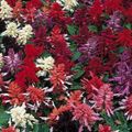 Bahçe Çiçekleri Kızıl Adaçayı, Kızıl Salvia, Kırmızı Adaçayı, Kırmızı Salvia, Salvia splendens bordo fotoğraf