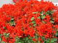 Záhradné kvety Šarlátový Šalvia, Šarlátovo Šalvia, Červený Mudrc, Červená Šalvia, Salvia splendens červená fotografie