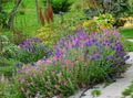 Bahçe Çiçekleri Adaçayı, Boyalı Adaçayı, Adaçayı Horminum, Salvia pembe fotoğraf