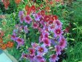 les fleurs du jardin Painted Tongue, Salpiglossis rose Photo