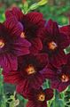 бордовый Цветок Сальпиглоссис Фото и характеристика