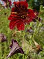 Ogrodowe Kwiaty Salpiglossis czerwony zdjęcie