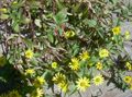 Záhradné kvety Plazivý Zinnia, Sanvitalia žltá fotografie