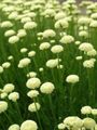 fehér Virág Levendula Pamut, Szent Növény, Talaj Ciprus, Ciprus Vékony, Zöld Cipruska fénykép és jellemzők