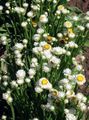 Gartenblumen Geflügelte Ewige, Ammobium alatum weiß Foto