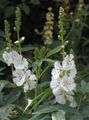 Flores de jardín Checkerbloom, Malvarrosa Miniatura, Malva Pradera, Malva Corrector, Sidalcea blanco Foto