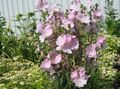 rosa Blume Checkerbloom, Nutztiere, Stockrose, Wiese Malve, Checker Malve Foto und Merkmale