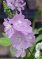 les fleurs du jardin Checkerbloom, Rose Trémière Miniature, Prairie Mauve, Mauve Checker, Sidalcea lilas Photo