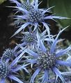 hellblau Blume Amethyst Stranddistel, Alpen Eryngo, Alpenstranddistel Foto und Merkmale