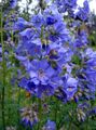 Λουλούδια κήπου Σκάλα Του Ιακώβ, Polemonium caeruleum γαλάζιο φωτογραφία
