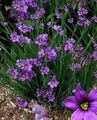 Garden Flowers Stout Blue-eyed Grass, Blue eye-grass, Sisyrinchium lilac Photo