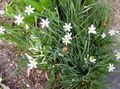 ბაღის ყვავილები მსუქანი ცისფერთვალება ბალახის, ლურჯი თვალის ბალახის, Sisyrinchium თეთრი სურათი