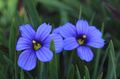 azul claro Flor Stout Hierba De Ojos Azules, Ojos Azules-Grass Foto y características
