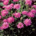 roz  Scabiosa, Floare Pincushion fotografie și caracteristici