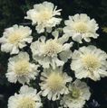 庭の花 マツムシソウ、ピンクッションの花, Scabiosa ホワイト フォト