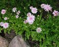 Gradina Flori Pink Hawk Barba, Hawksbeard, Crepis roz fotografie