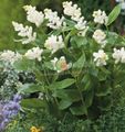 I fiori da giardino Canada Mayflower, Falso Mughetto, Smilacina, Maianthemum  canadense bianco foto