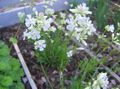 Zahradní květiny Růže Nebe, Viscaria, Silene coeli-rosa bílá fotografie