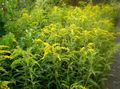 Flores do Jardim Goldenrod, Solidago amarelo foto