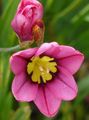 pembe çiçek Sparaxis, Harlequin Çiçek fotoğraf ve özellikleri