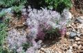 Градински цветове Голяма Бетонен, Stachys розов снимка