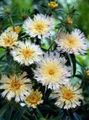 alb Floare Albăstrea Aster, Stokes Aster fotografie și caracteristici
