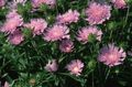růžový Květina Chrpa Astra, Útočí Aster fotografie a charakteristiky