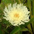 galben Floare Albăstrea Aster, Stokes Aster fotografie și caracteristici