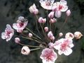 Záhradné kvety Kvitnúce Spech, Butomus ružová fotografie