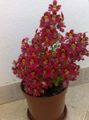 rød  Fattigmanns Orchid, Butterfly Blomst Bilde og kjennetegn