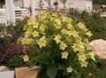 Záhradné kvety Kvitnúce Tabak, Nicotiana žltá fotografie