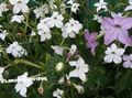 les fleurs du jardin La Floraison Du Tabac, Nicotiana blanc Photo