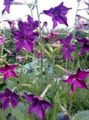 les fleurs du jardin La Floraison Du Tabac, Nicotiana pourpre Photo