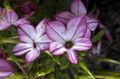 Zahradní květiny Kvetoucí Tabák, Nicotiana šeřík fotografie