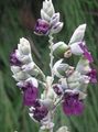 Ogrodowe Kwiaty Talia, Thalia dealbata purpurowy zdjęcie