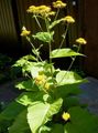I fiori da giardino Telekia, Oxeye Giallo, Heartleaf Oxeye, Telekia speciosa giallo foto