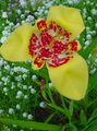 gul  Tiger Blomst, Mexicanske Shell Blomst Foto og egenskaber