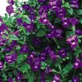 purpurs  Klauns Ziedu, Ķīli Zieds Foto un raksturlielumi